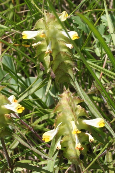 Pflanzenbild gross Kamm-Wachtelweizen - Melampyrum cristatum