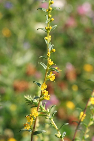 Pflanzenbild gross Gelber Zahntrost - Odontites luteus
