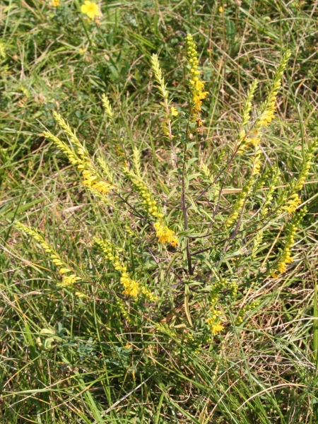 Pflanzenbild gross Gelber Zahntrost - Odontites luteus