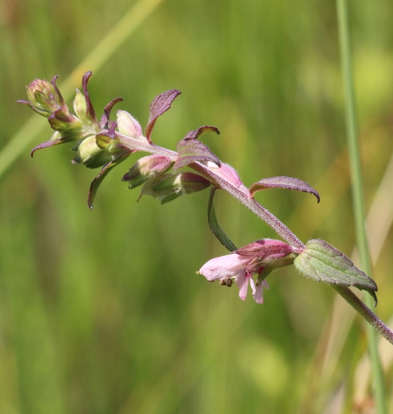 Pflanzenbild gross Später Roter Zahntrost - Odontites vulgaris