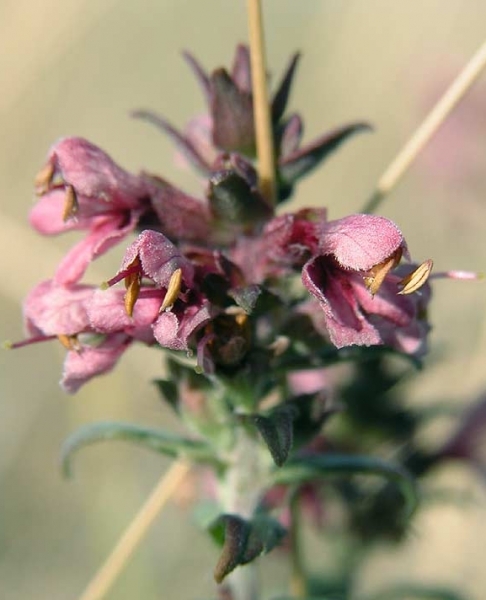Pflanzenbild gross Später Roter Zahntrost - Odontites vulgaris