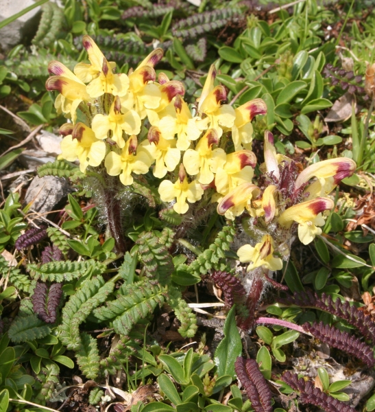 Pflanzenbild gross Buntes Läusekraut - Pedicularis oederi