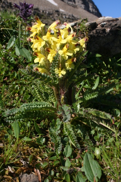 Pflanzenbild gross Buntes Läusekraut - Pedicularis oederi