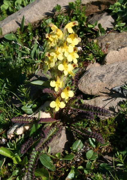 Pflanzenbild gross Buntes Läusekraut - Pedicularis oederi