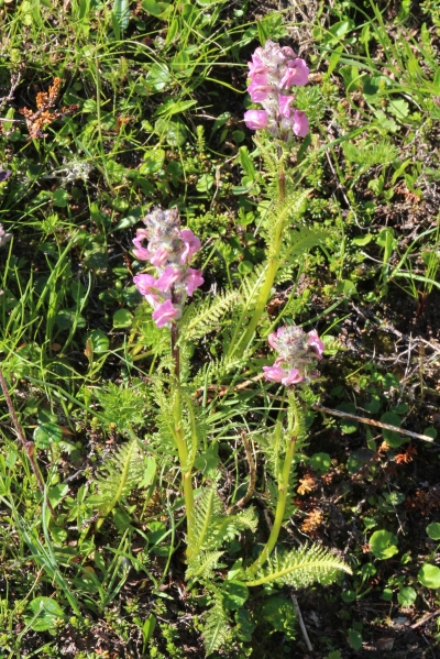 Pflanzenbild gross Fleischrotes Läusekraut - Pedicularis rostratospicata subsp. helvetica