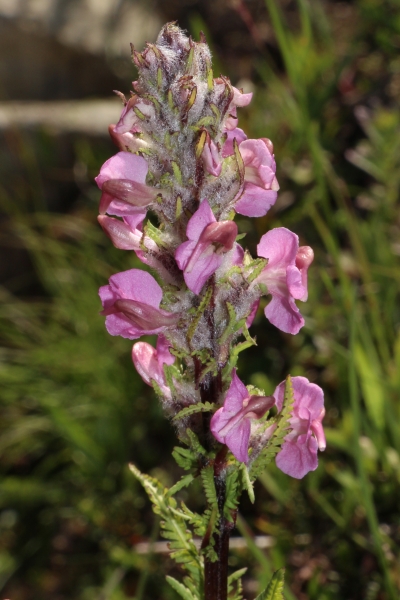 Pflanzenbild gross Fleischrotes Läusekraut - Pedicularis rostratospicata subsp. helvetica