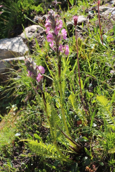 Pflanzenbild gross Fleischrotes Läusekraut - Pedicularis rostratospicata subsp. helvetica