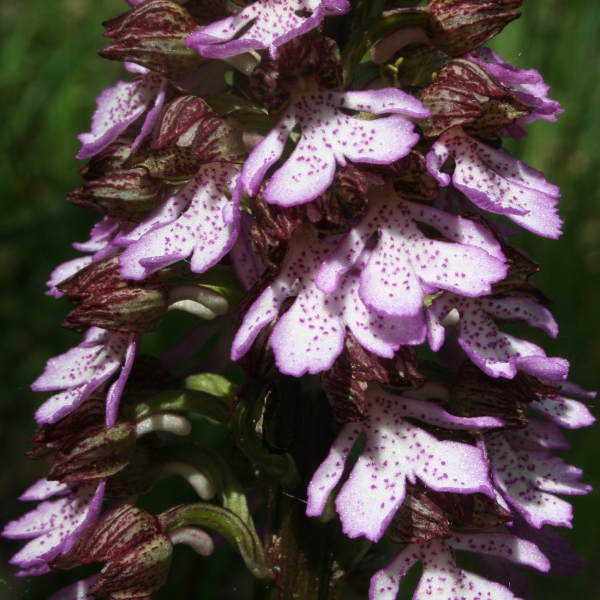 Pflanzenbild gross Purpur-Knabenkraut - Orchis purpurea