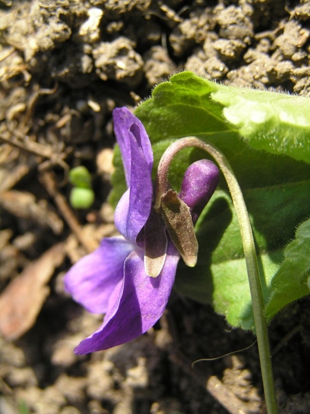 Pflanzenbild gross Wohlriechendes Veilchen - Viola odorata