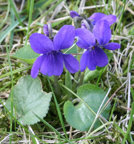 Pflanzenbild gross Wohlriechendes Veilchen - Viola odorata