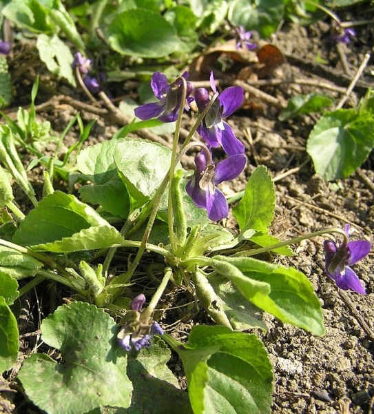 Pflanzenbild gross Wohlriechendes Veilchen - Viola odorata