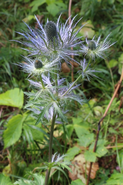 Pflanzenbild gross Alpen-Mannstreu - Eryngium alpinum