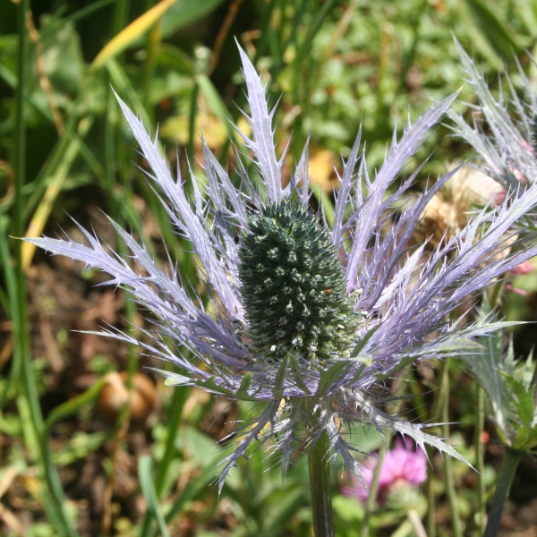 Pflanzenbild gross Alpen-Mannstreu - Eryngium alpinum