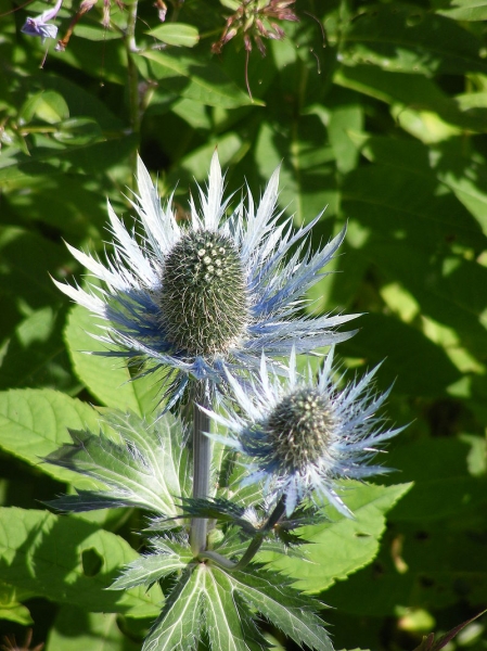 Pflanzenbild gross Alpen-Mannstreu - Eryngium alpinum