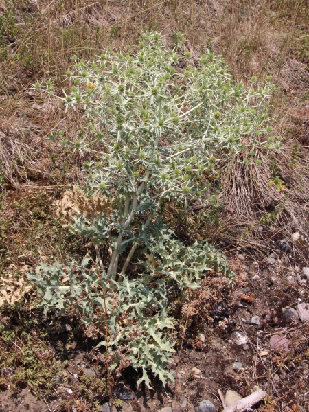 Pflanzenbild gross Feld-Mannstreu - Eryngium campestre