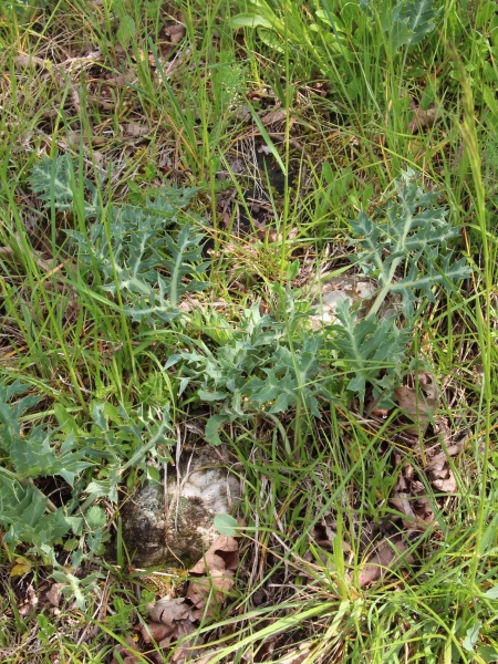 Pflanzenbild gross Feld-Mannstreu - Eryngium campestre