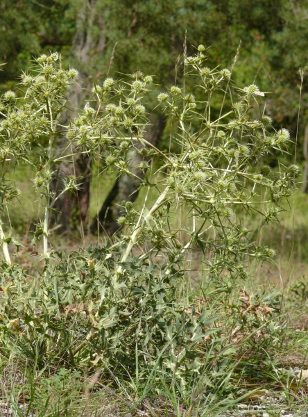 Pflanzenbild gross Feld-Mannstreu - Eryngium campestre