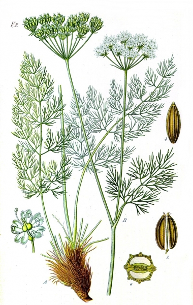 Pflanzenbild gross Bärenwurz - Meum athamanticum