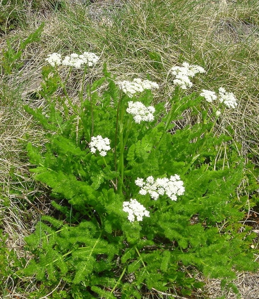 Pflanzenbild gross Bärenwurz - Meum athamanticum