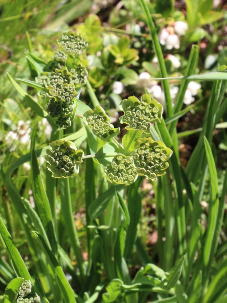 Pflanzenbild gross Sternblütiges Hasenohr - Bupleurum stellatum
