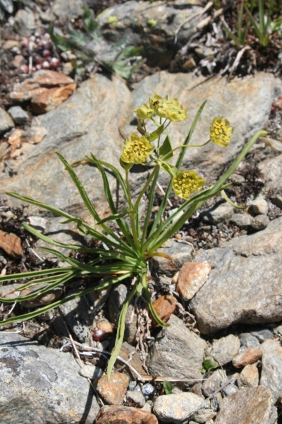 Pflanzenbild gross Sternblütiges Hasenohr - Bupleurum stellatum