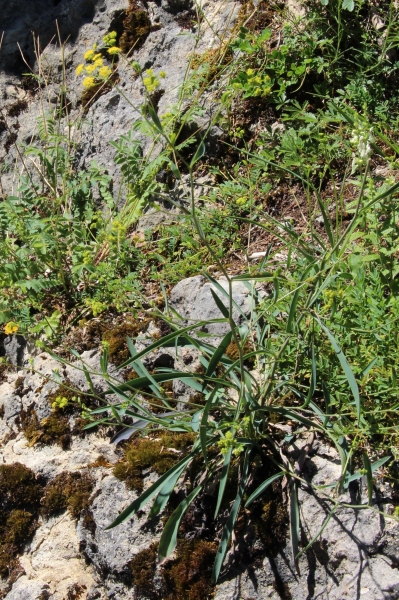 Pflanzenbild gross Sichelblättriges Hasenohr - Bupleurum falcatum subsp. falcatum