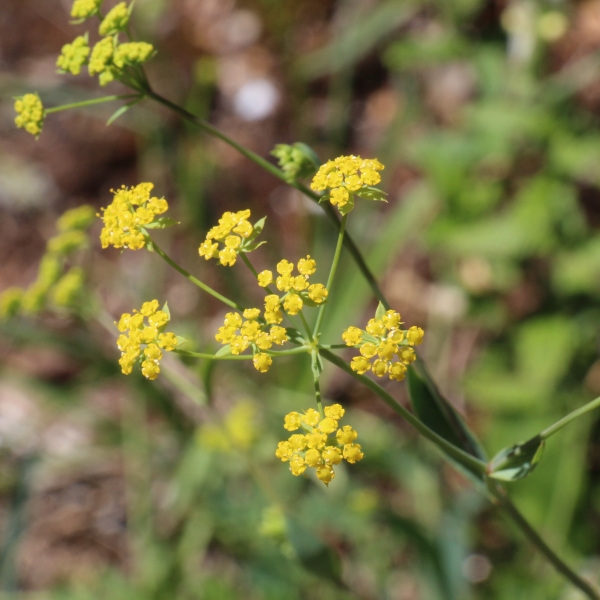 Pflanzenbild gross Sichelblättriges Hasenohr - Bupleurum falcatum subsp. falcatum