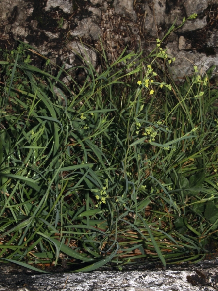 Pflanzenbild gross Sichelblättriges Hasenohr - Bupleurum falcatum subsp. falcatum