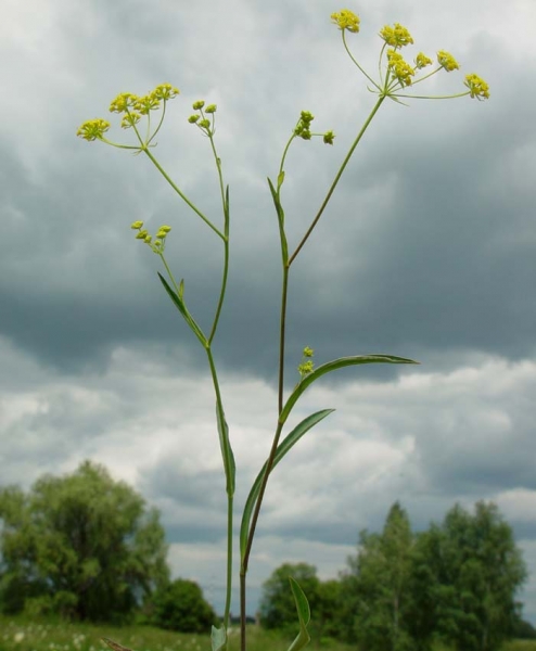 Pflanzenbild gross Sichelblättriges Hasenohr - Bupleurum falcatum subsp. falcatum