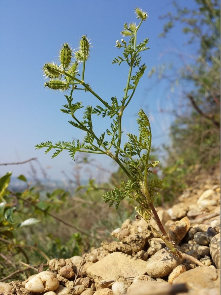 Pflanzenbild gross Möhren-Haftdolde - Caucalis platycarpos