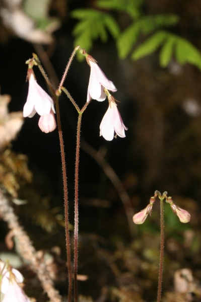Pflanzenbild gross Moosglöckchen - Linnaea borealis