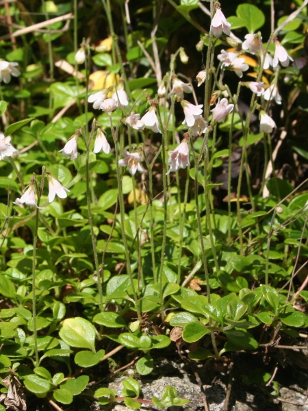 Pflanzenbild gross Moosglöckchen - Linnaea borealis
