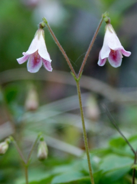 Pflanzenbild gross Moosglöckchen - Linnaea borealis