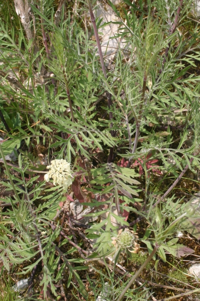 Pflanzenbild gross Gelbe Skabiose - Scabiosa ochroleuca