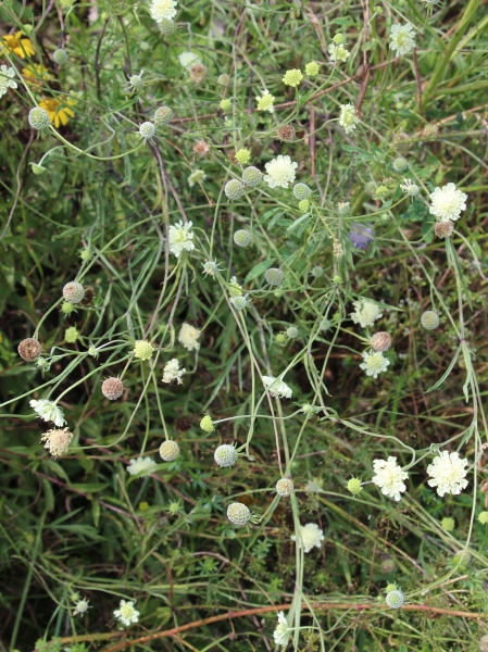 Pflanzenbild gross Gelbe Skabiose - Scabiosa ochroleuca