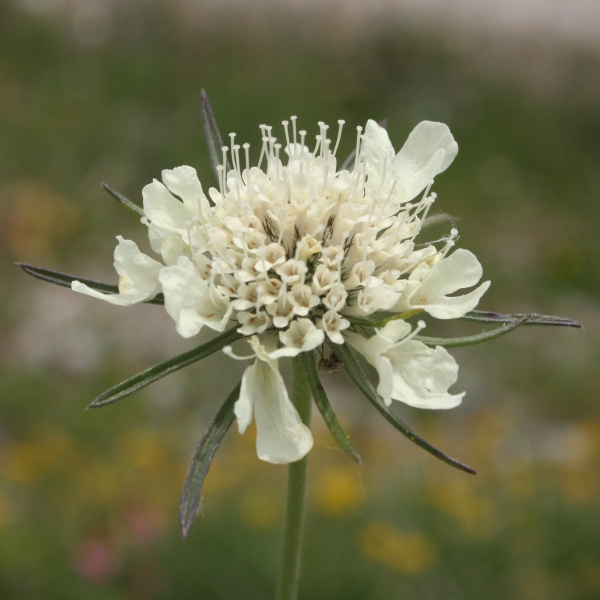 Pflanzenbild gross Gelbe Skabiose - Scabiosa ochroleuca