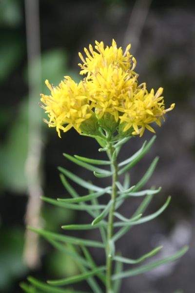 Pflanzenbild gross Gold-Aster - Aster linosyris