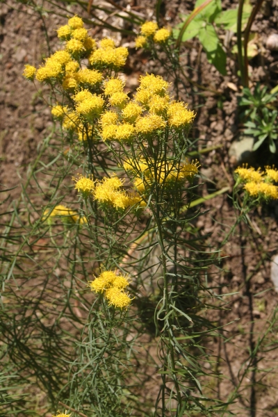 Pflanzenbild gross Gold-Aster - Aster linosyris
