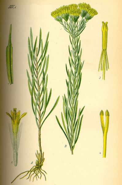 Pflanzenbild gross Gold-Aster - Aster linosyris