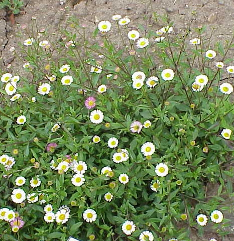 Pflanzenbild gross Karvinskis Berufkraut - Erigeron karvinskianus
