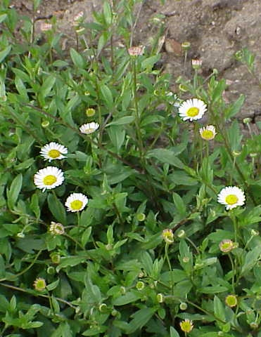 Pflanzenbild gross Karvinskis Berufkraut - Erigeron karvinskianus