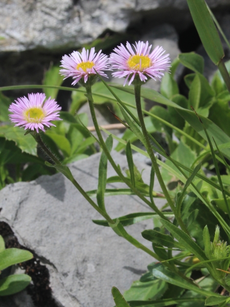 Pflanzenbild gross Vielgestaltiges Berufkraut - Erigeron glabratus
