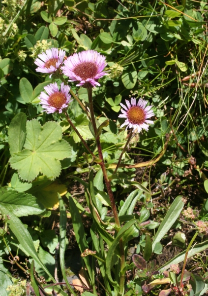 Pflanzenbild gross Vielgestaltiges Berufkraut - Erigeron glabratus