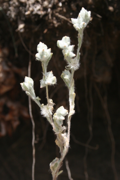 Pflanzenbild gross Acker-Filzkraut - Filago arvensis