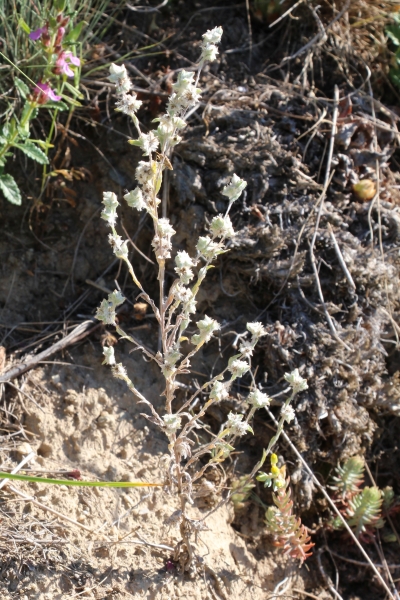 Pflanzenbild gross Acker-Filzkraut - Filago arvensis