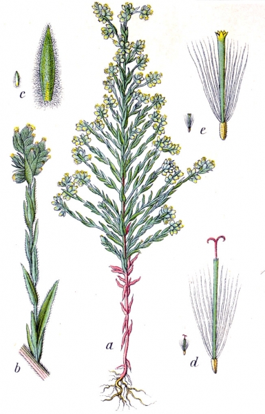 Pflanzenbild gross Acker-Filzkraut - Filago arvensis