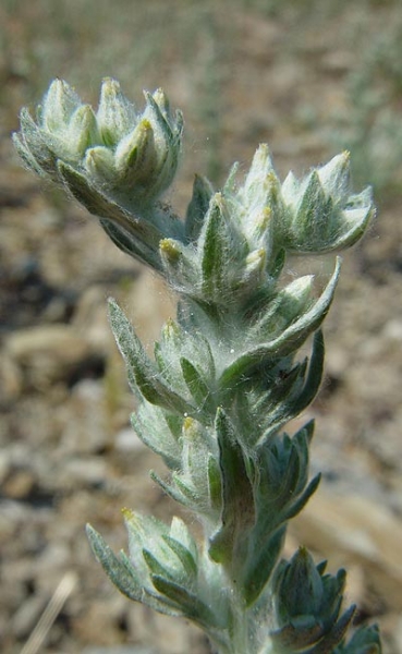 Pflanzenbild gross Acker-Filzkraut - Filago arvensis
