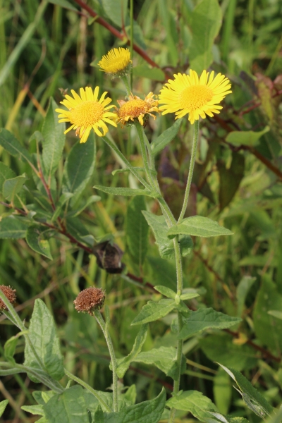 Pflanzenbild gross Grosses Flohkraut - Pulicaria dysenterica