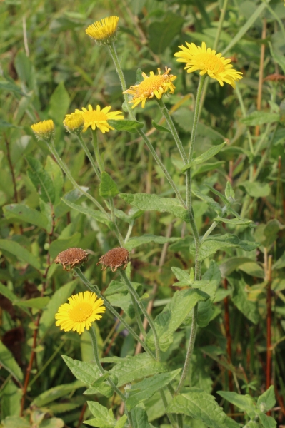 Pflanzenbild gross Grosses Flohkraut - Pulicaria dysenterica