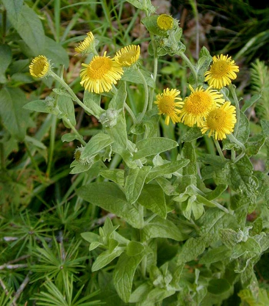 Pflanzenbild gross Grosses Flohkraut - Pulicaria dysenterica